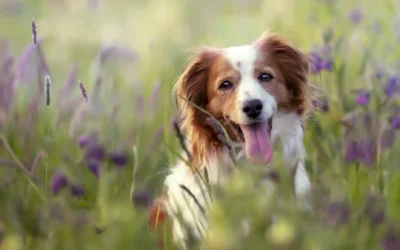 Il Migliore GPS per Cane
